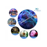 Coral Feeder Pack Of Two - Image 4