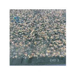 Carpet Planted Aquarium Seeds - Image 5