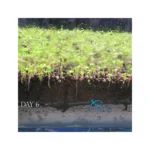 Carpet Planted Aquarium Seeds - Image 6
