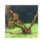 Carpet Planted Aquarium Seeds - Image 9