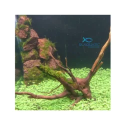 Carpet Planted Aquarium Seeds - Image 9