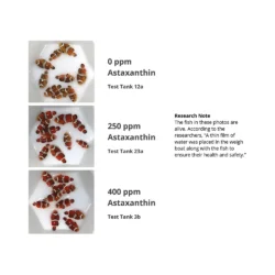TDO Chroma BOOST Fish Food - Image 5