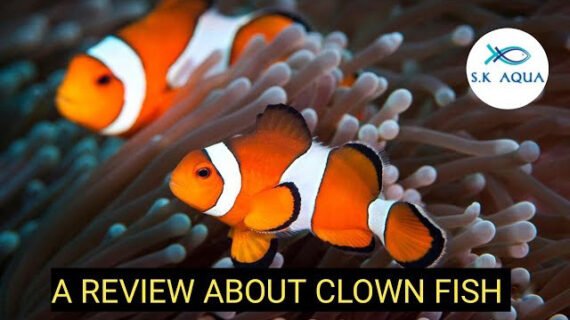 A review about clownfish