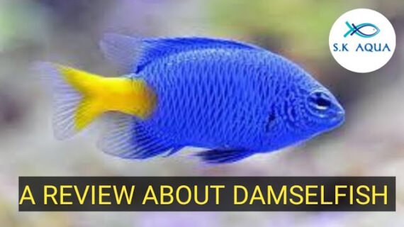 A review about damselfish