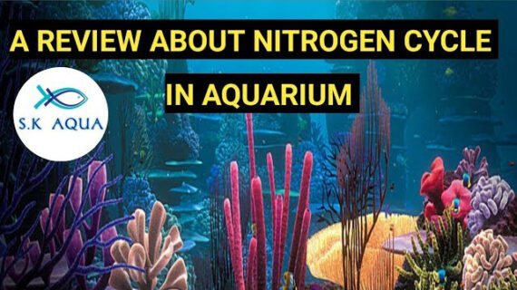 A review about nitrogen cycle in aquarium