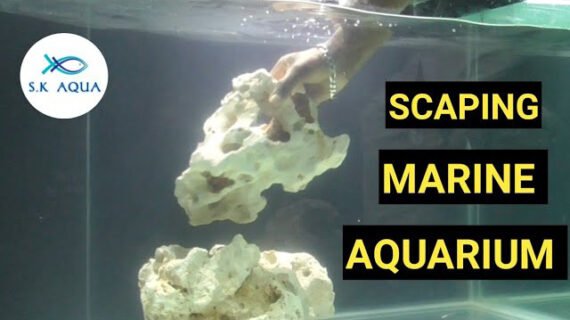 How to scape a marine aquarium