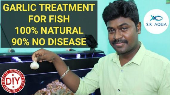 Increasing immune system of a fish naturally