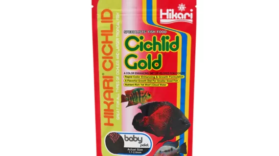 Hikari Cichlid Gold