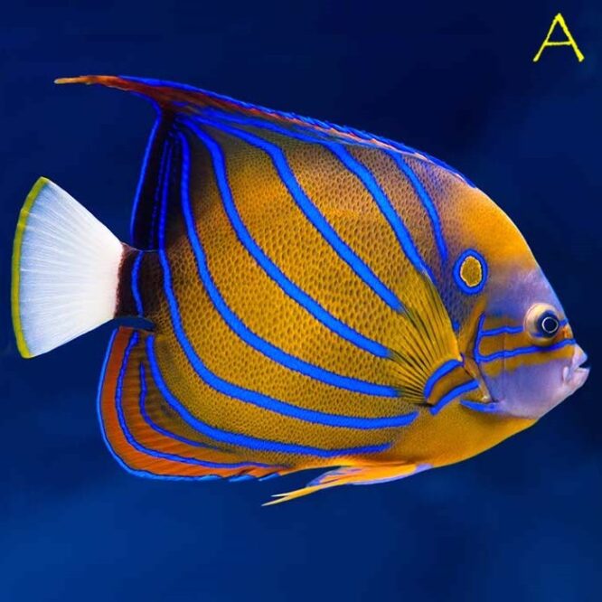 Blue ring angelfish