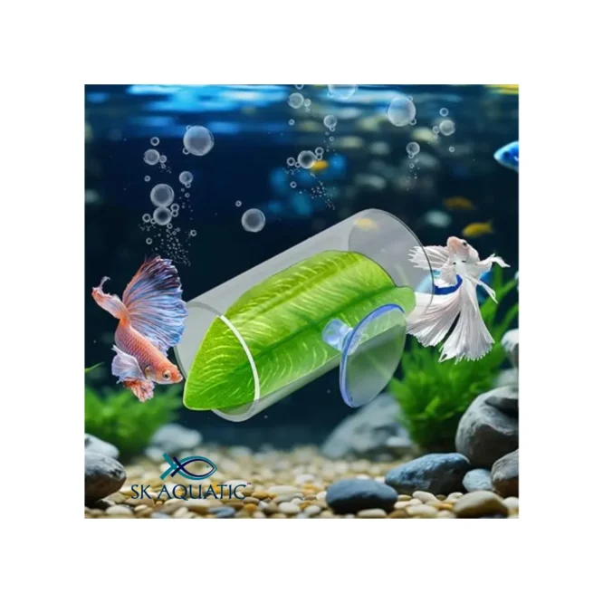 betta bed